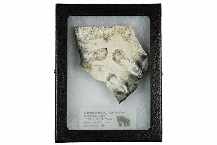 Mammoth Molar Slice with Case - South Carolina #180538